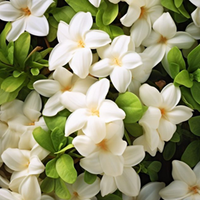 Fleurs Blanches
