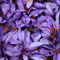 Fleur de Safran