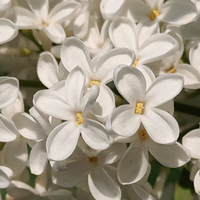 Jasmin