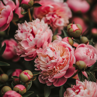 Pivoine