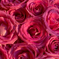 Rose de Bulgarie
